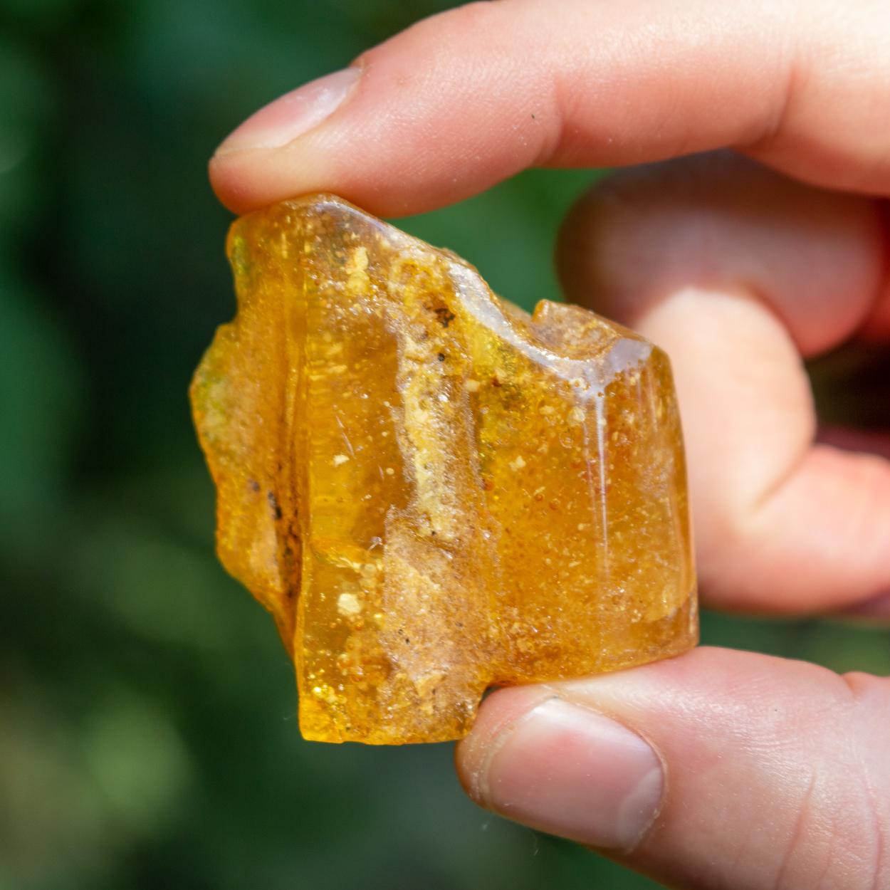 Baltic Amber The Crystal Council