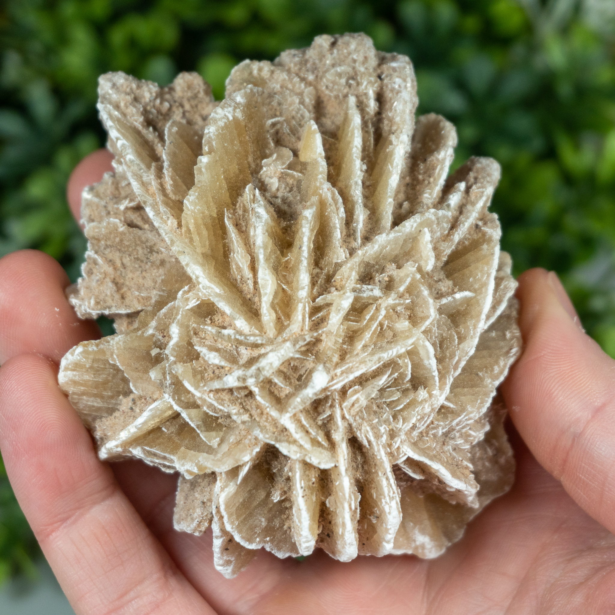 Large Desert Rose Selenite Rosette The Crystal Council